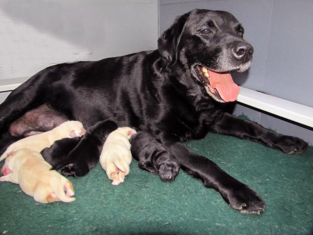 Meadow and her pups